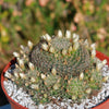 Mammillaria Tezontle