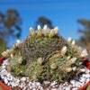 Mammillaria Tezontle