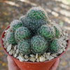 Mammillaria Tezontle