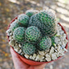 Mammillaria Tezontle