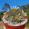 Mammillaria Tezontle