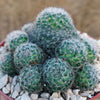 Mammillaria Tezontle