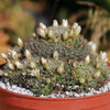 Mammillaria Tezontle