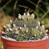 Mammillaria Tezontle