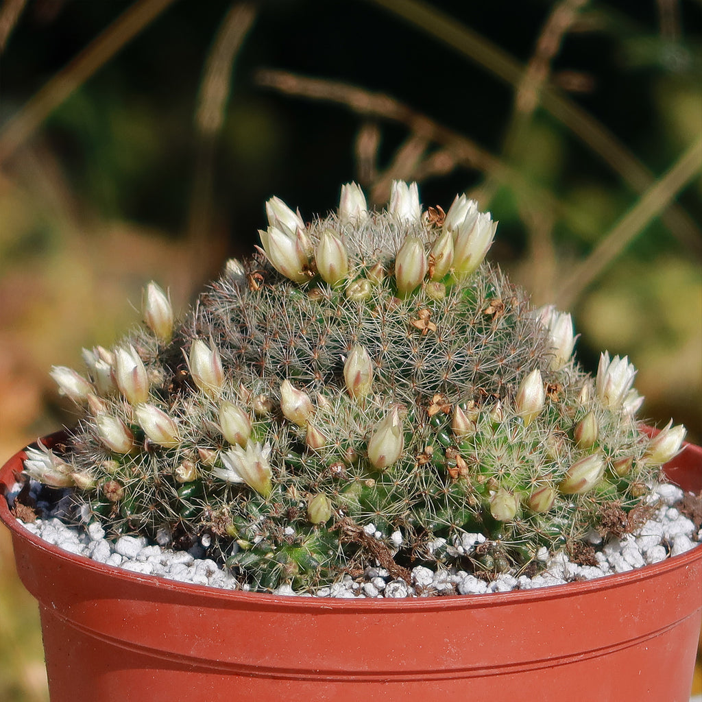 Mammillaria Tezontle