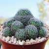 Mammillaria Tezontle