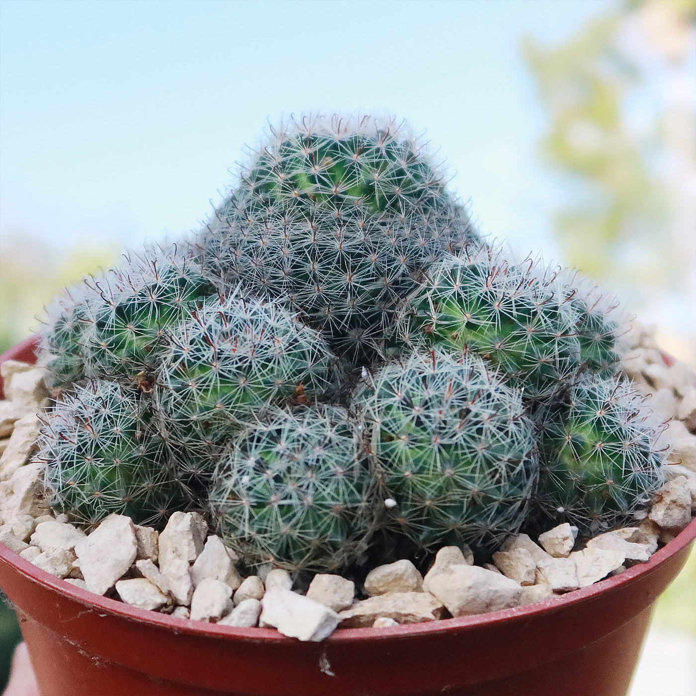Buy Mammillaria Tezontle | Small Round Cactus | Planet Desert