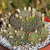 Mammillaria Tezontle