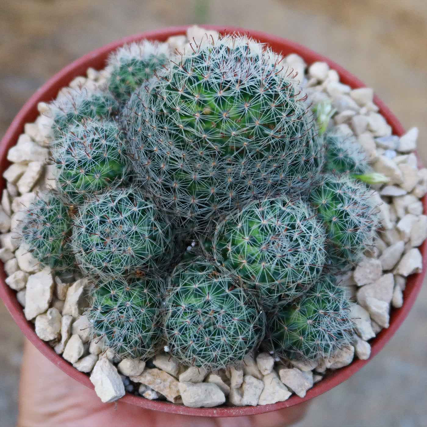 types of mammillaria cactus Buy Mammillaria Tezontle | Small Round Cactus