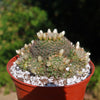 Mammillaria Tezontle