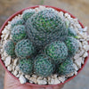 Mammillaria Tezontle