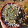 Mammillaria Tezontle