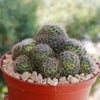 Mammillaria Tezontle