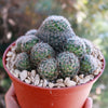 Mammillaria Tezontle