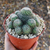 Mammillaria Tezontle