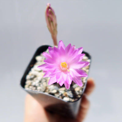 Mammillaria theresae