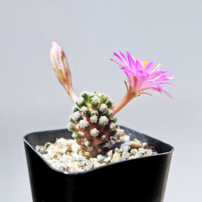 Mammillaria theresae