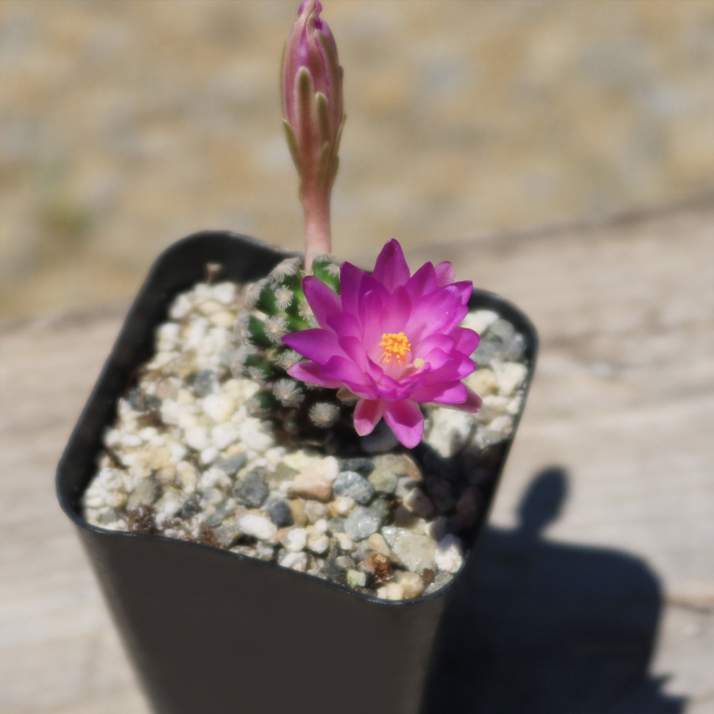 Mammillaria theresae