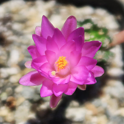 Mammillaria theresae