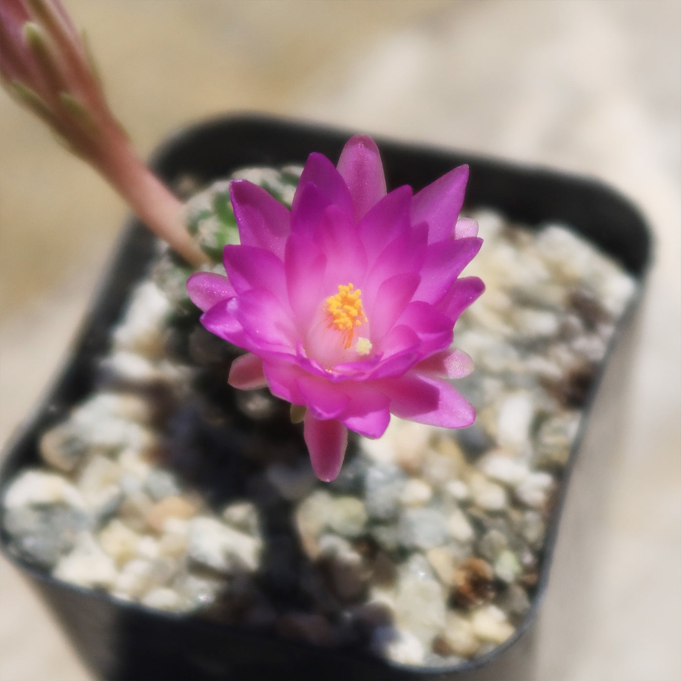 Mammillaria theresae