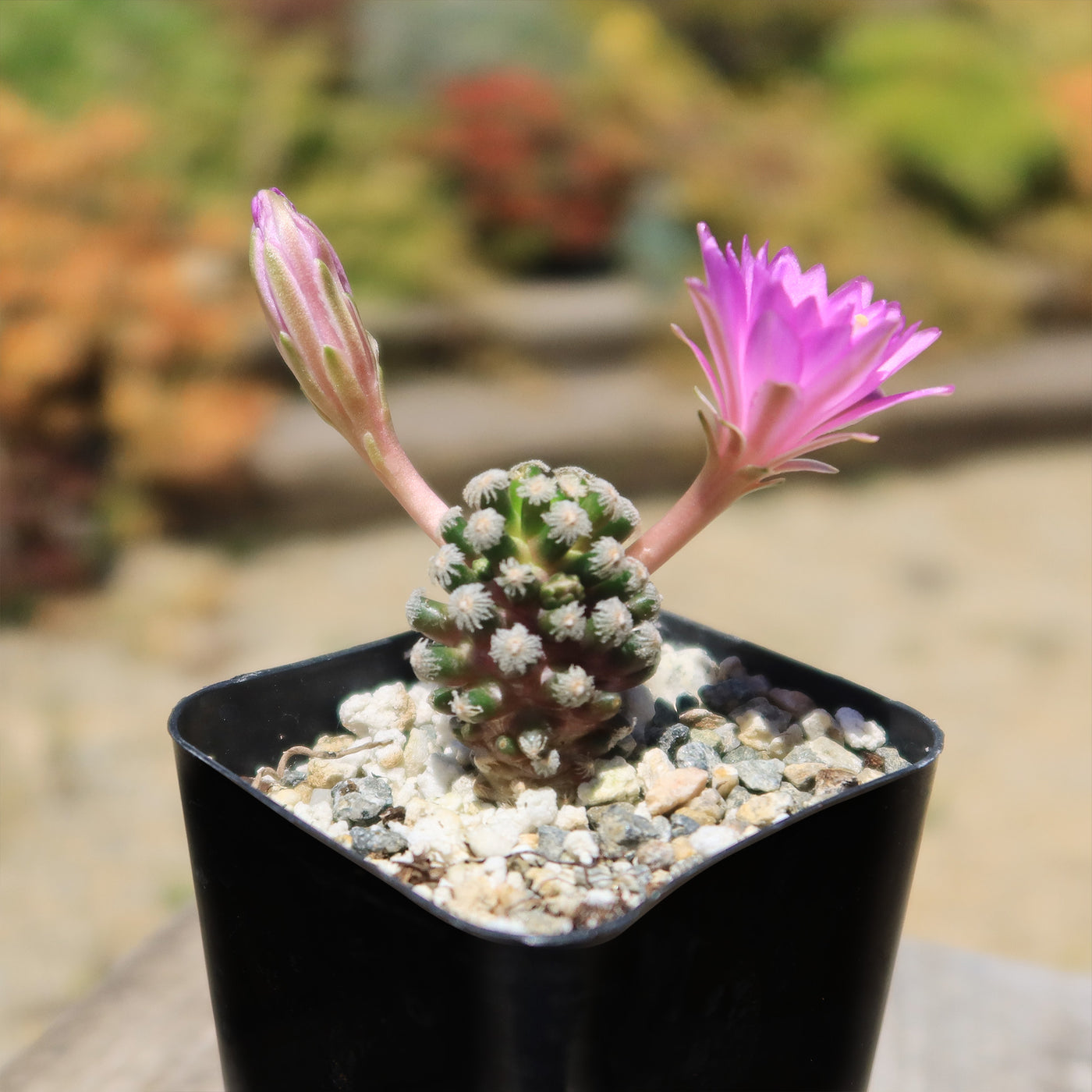 Mammillaria theresae