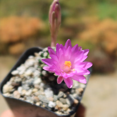 Mammillaria theresae