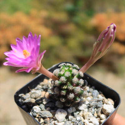 Mammillaria theresae