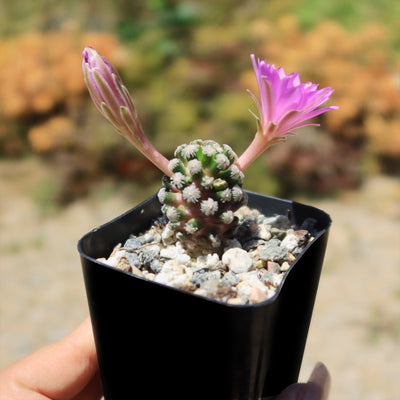 Mammillaria theresae