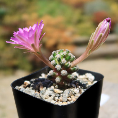 Mammillaria theresae