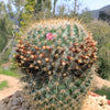 Mammillaria yucatanensis