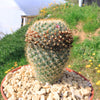 Mammillaria yucatanensis