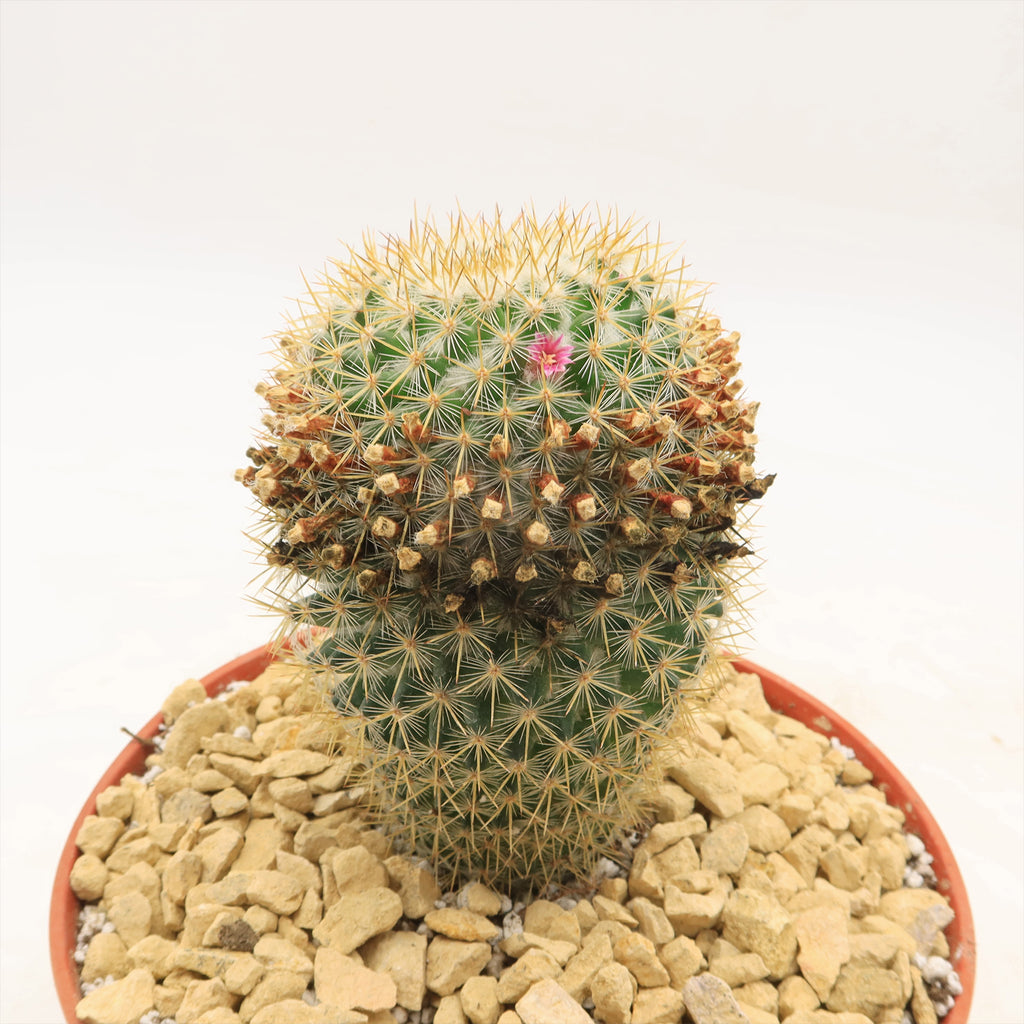 Mammillaria yucatanensis