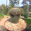 Mammillaria yucatanensis