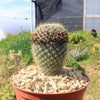 Mammillaria yucatanensis