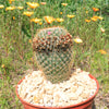 Mammillaria yucatanensis