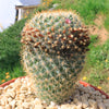 Mammillaria yucatanensis