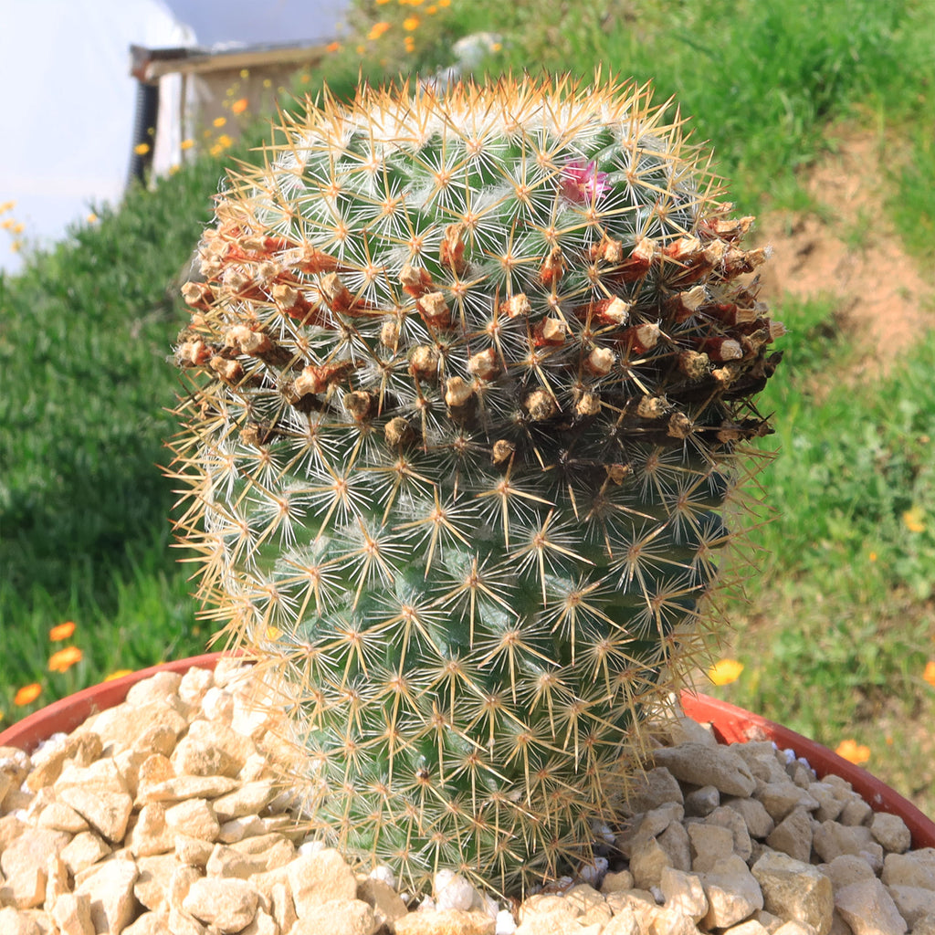 Mammillaria yucatanensis