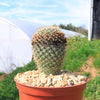 Mammillaria yucatanensis