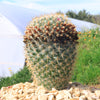 Mammillaria yucatanensis