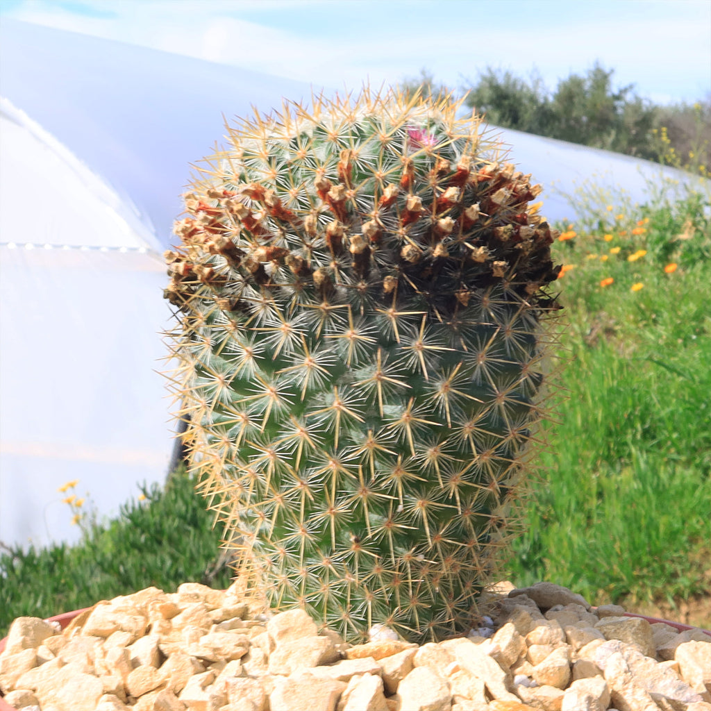 Mammillaria yucatanensis