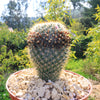 Mammillaria yucatanensis