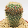 Mammillaria yucatanensis