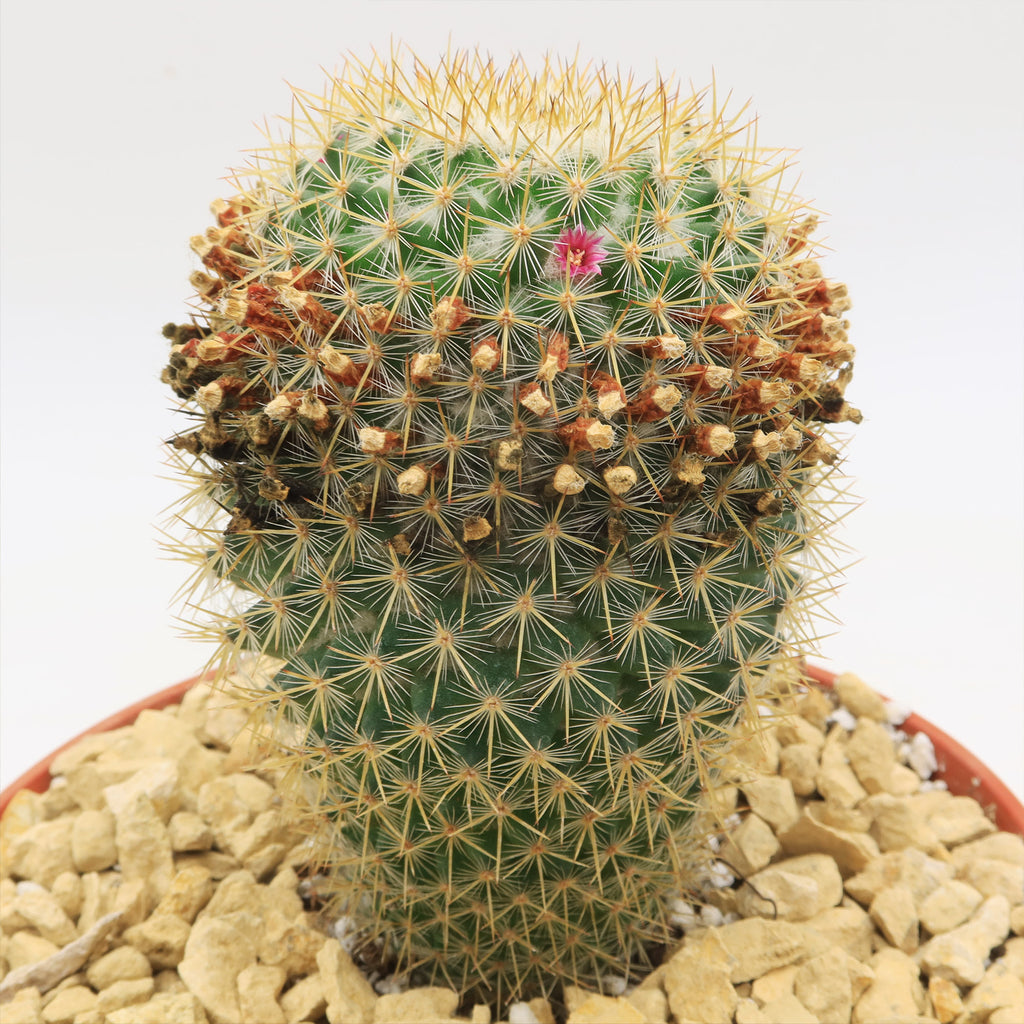 Mammillaria yucatanensis