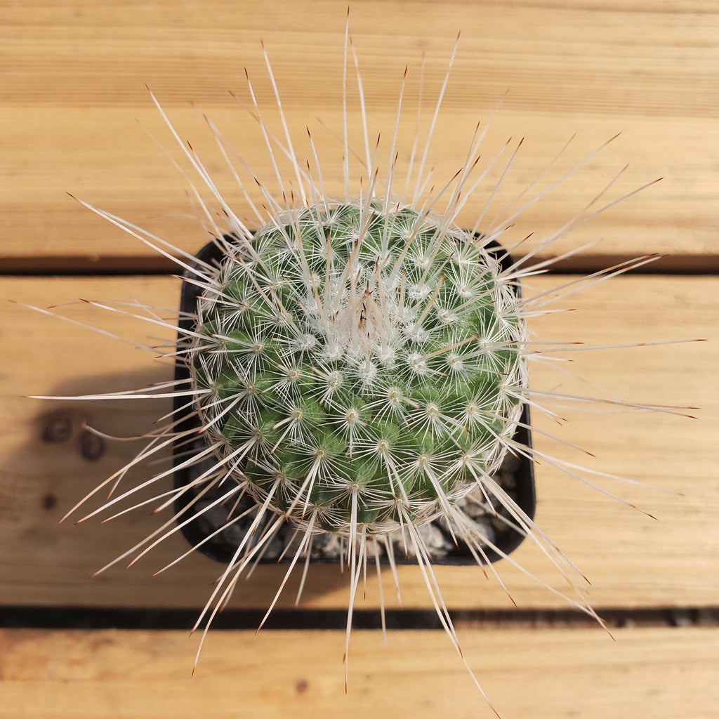 Mammillaria Geminispina