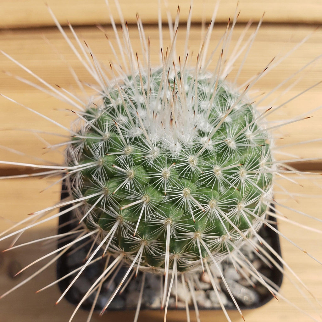 Mammillaria Geminispina