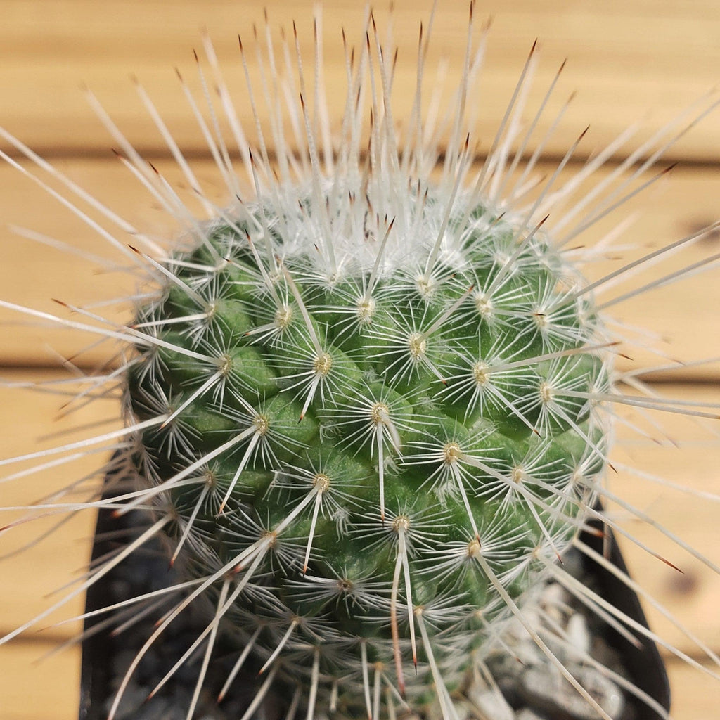 Mammillaria Geminispina