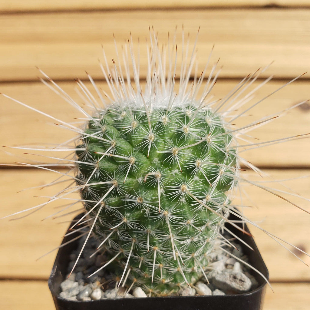 Mammillaria Geminispina
