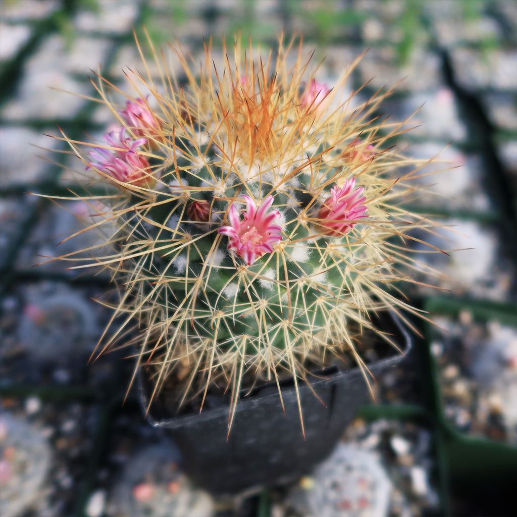 Mammillaria petterssonii