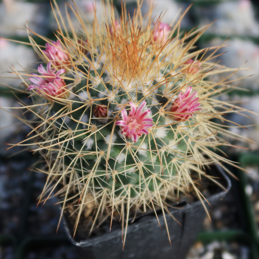 Mammillaria petterssonii