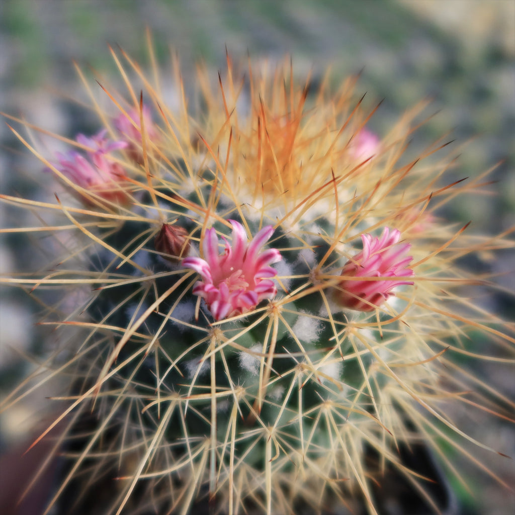 Mammillaria petterssonii